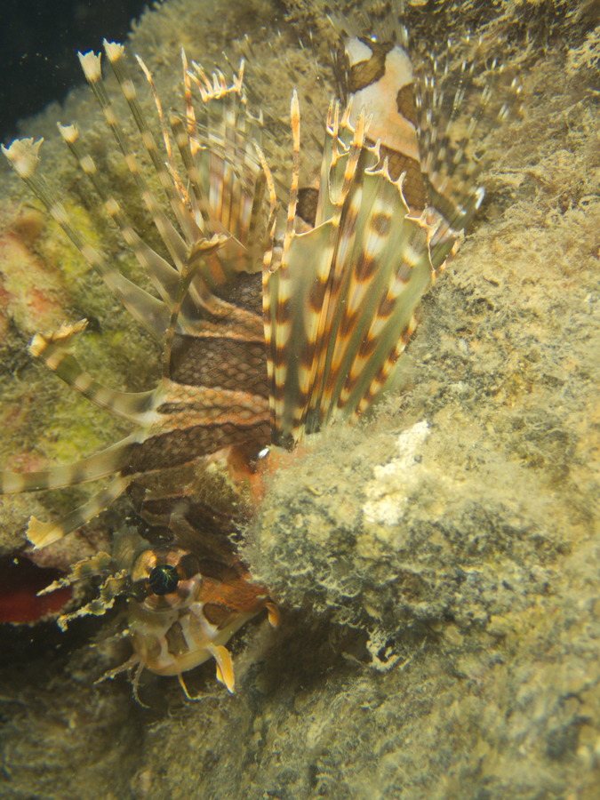 Dendrochirus zebra