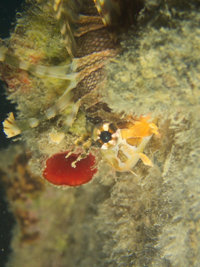 Dendrochirus zebra