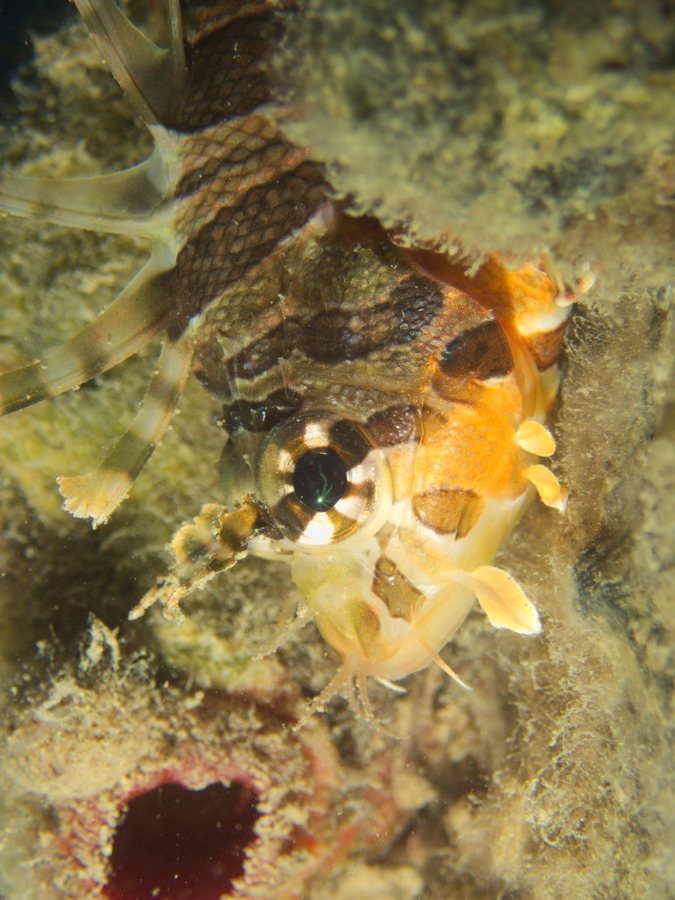 Dendrochirus zebra