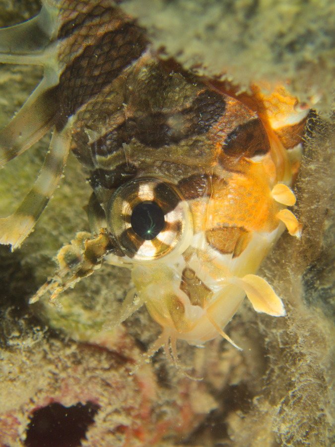 Dendrochirus zebra