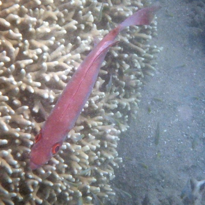 Epinephelus fasciatus