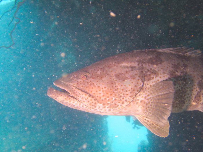 Epinephelus coioides