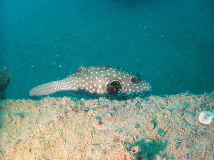 Arothron hispidus