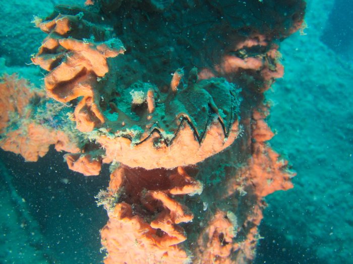Lopha cristagalli