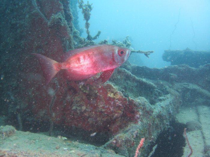 Priacanthus hamrur