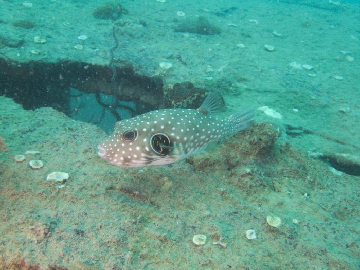 Arothron hispidus