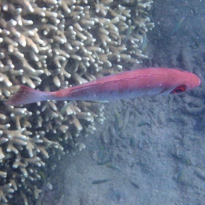 Epinephelus fasciatus