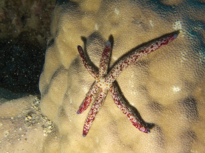 Linckia Multifora