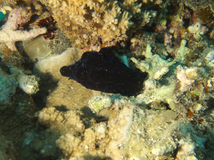Coriocella nigra