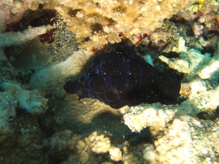 Coriocella nigra