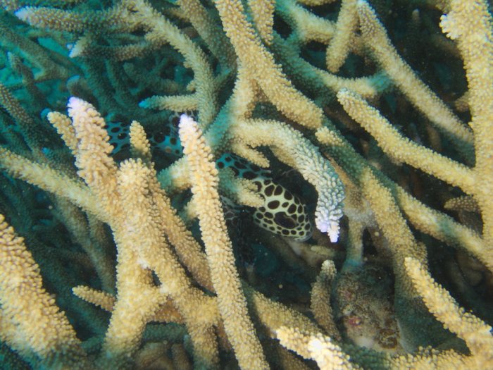 Plectorhinchus chaetodonides