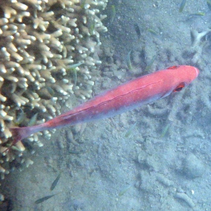 Epinephelus fasciatus