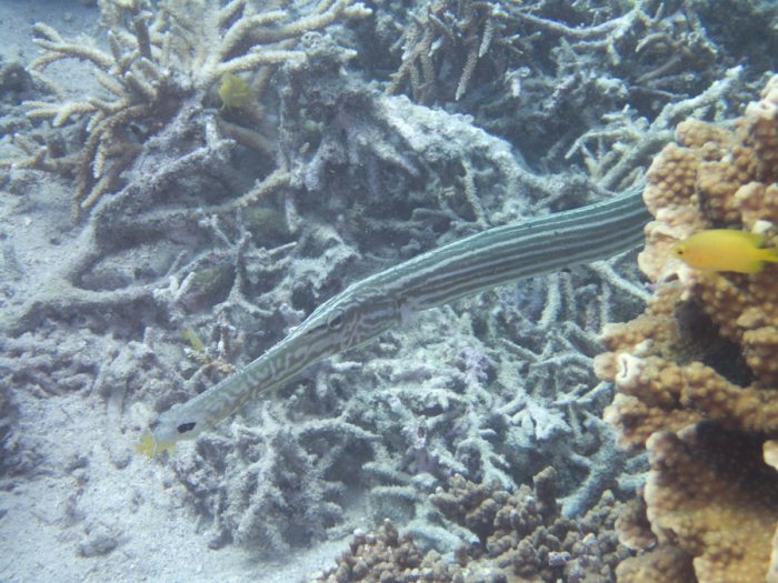 Aulostomus chinensis