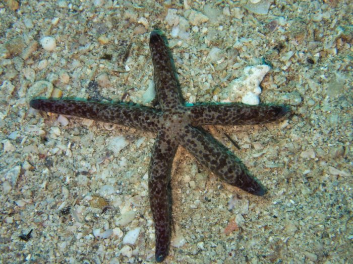 Linckia Multifora