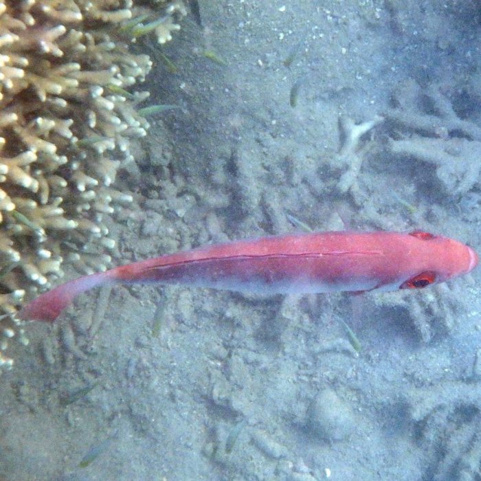 Epinephelus fasciatus