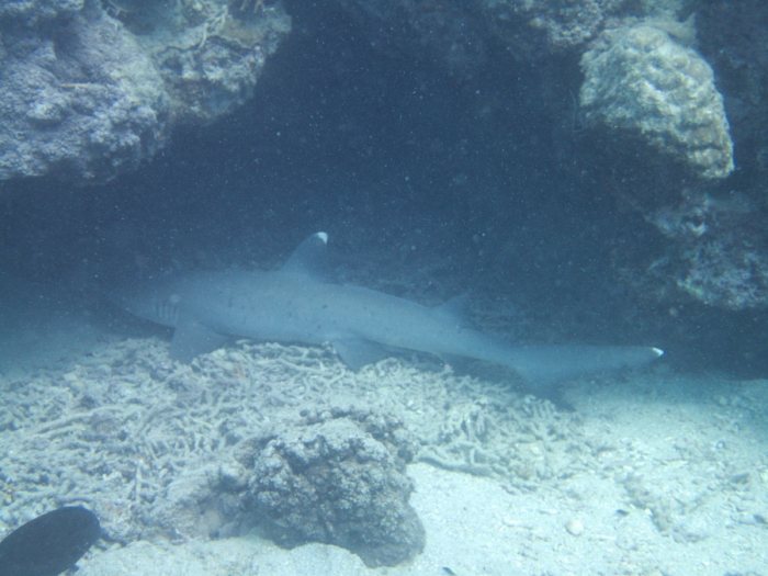 Requin à pointe blanche du lagon