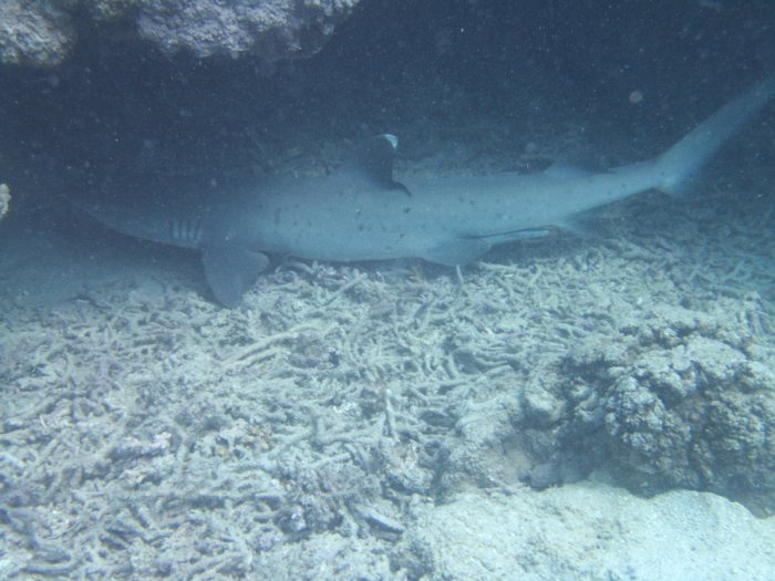 Requin à pointe blanche du lagon