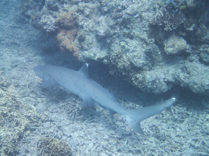 Requin à pointe blanche du lagon