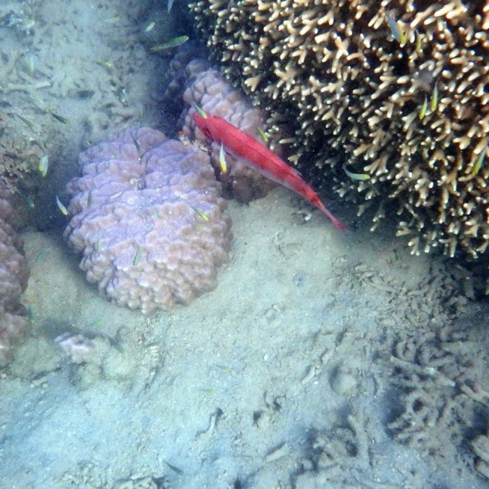 Epinephelus fasciatus