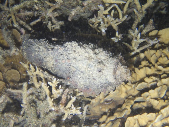 Synanceia verrucosa