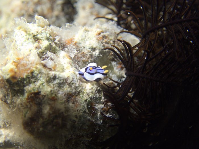 Chromodoris elisabethina