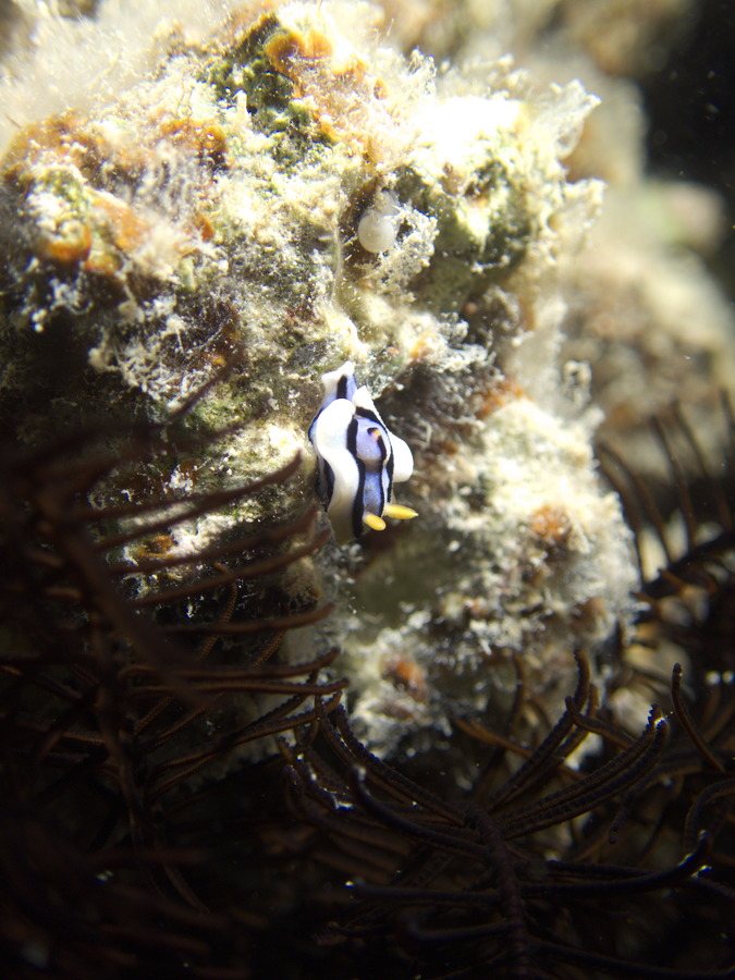 Chromodoris elisabethina