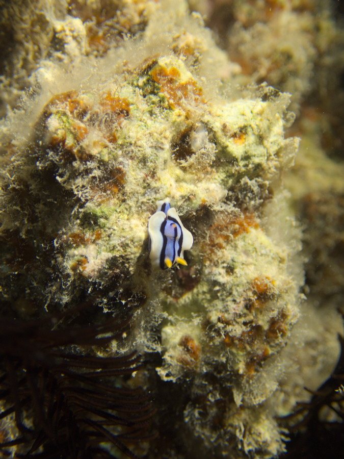 Chromodoris elisabethina