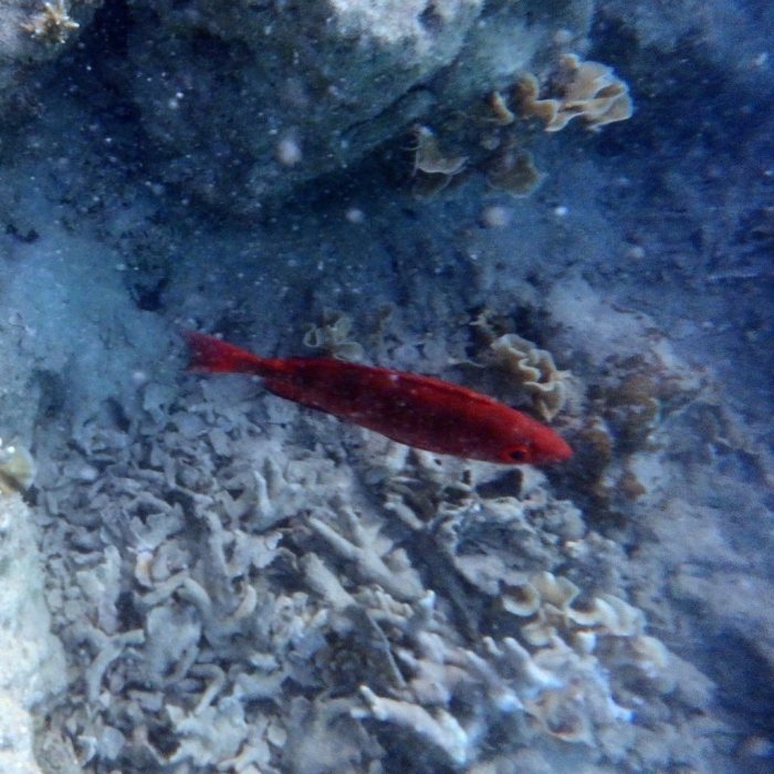 Epinephelus fasciatus