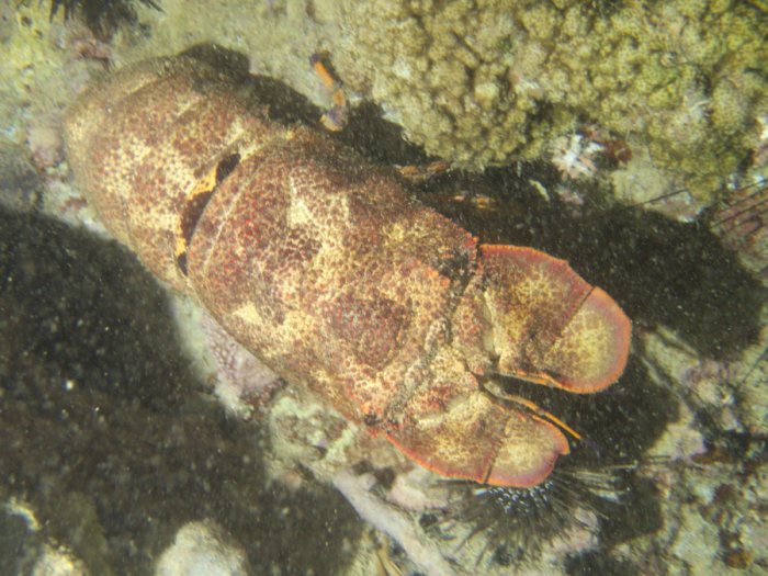 Scyllarides squammosus
