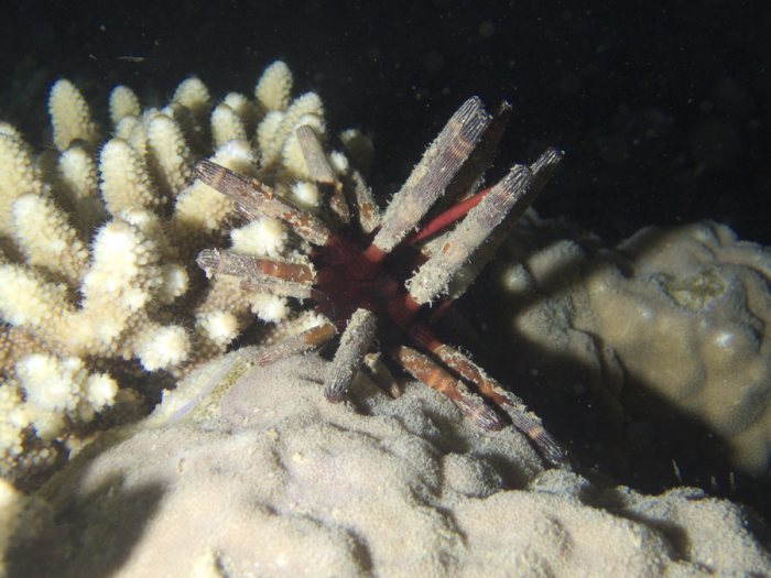 Phyllacanthus imperialis