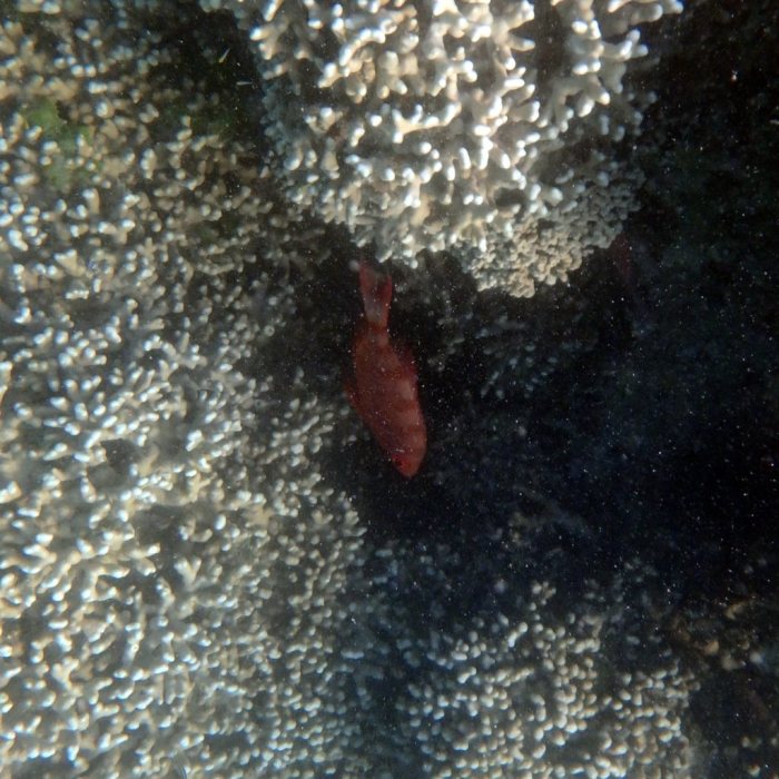 Epinephelus fasciatus
