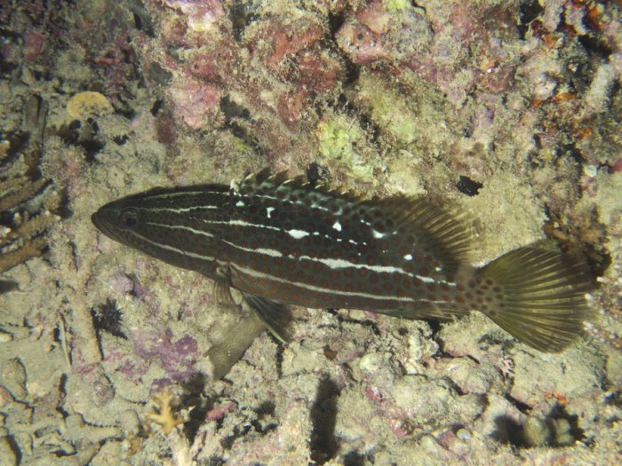 Anyperodon leucogrammicus