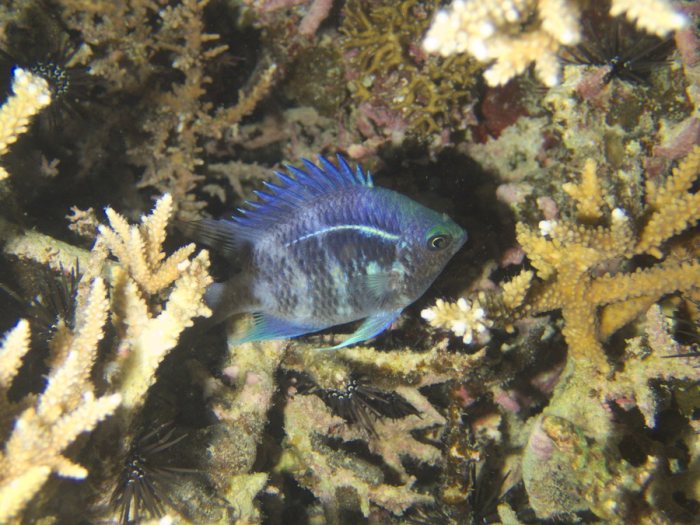 Amblyglyphidodon curacao
