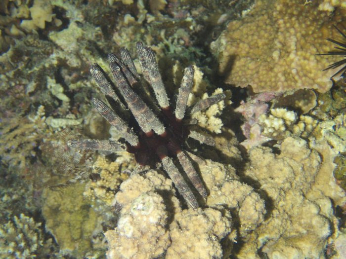Phyllacanthus imperialis
