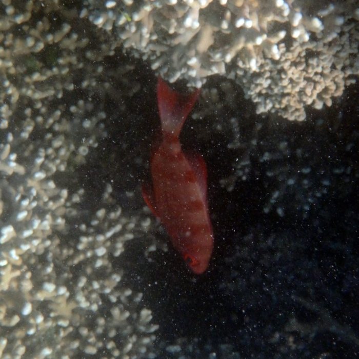 Epinephelus fasciatus