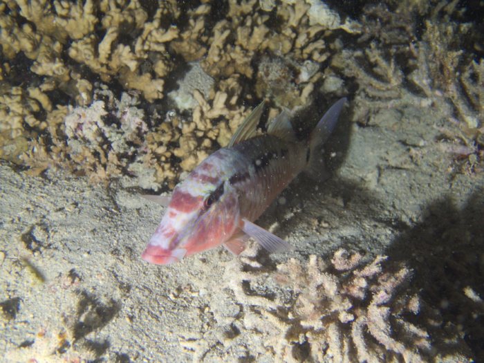 Parupeneus ciliatus