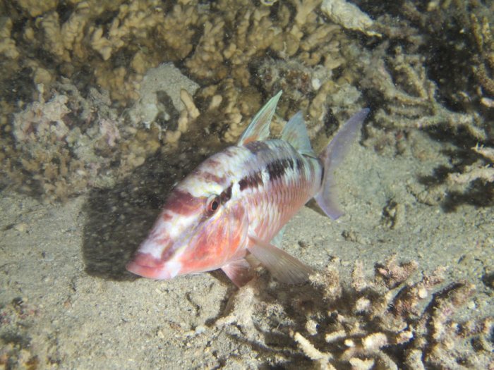 Parupeneus ciliatus