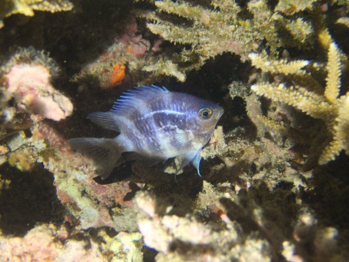 Amblyglyphidodon curacao