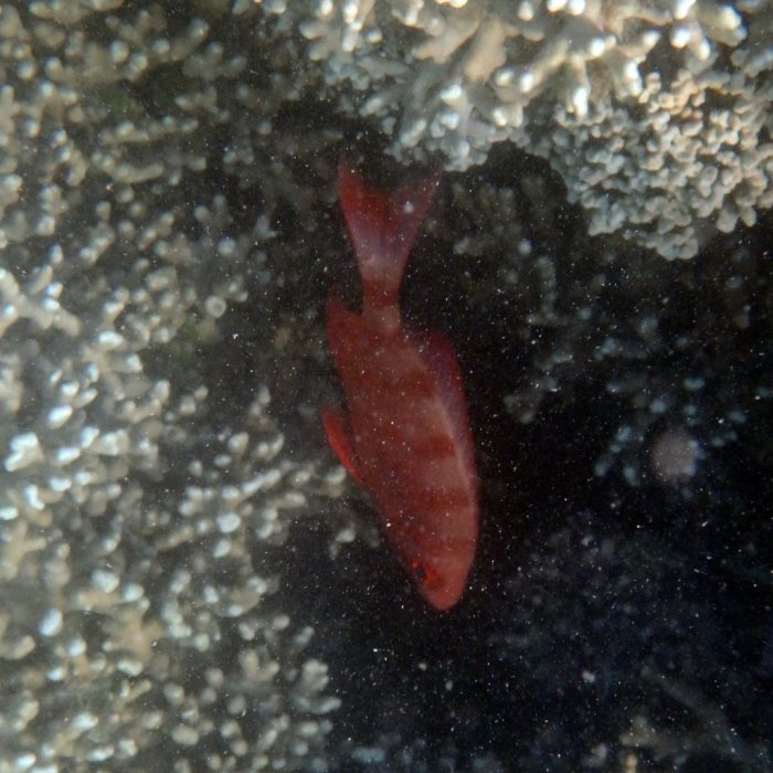Epinephelus fasciatus