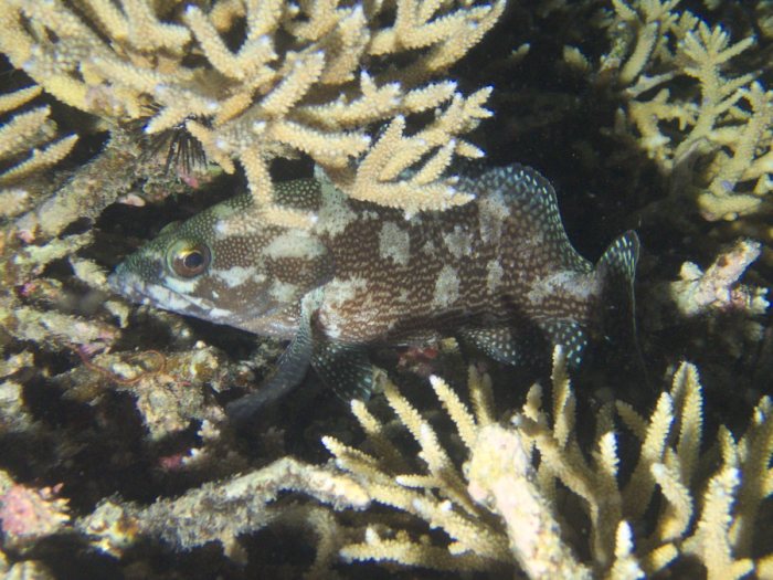Epinephelus ongus