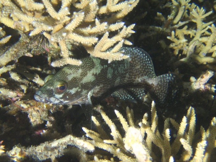 Epinephelus ongus