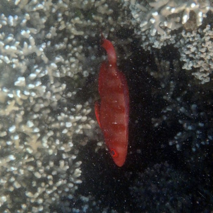 Epinephelus fasciatus