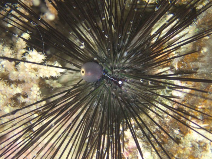 Diadema setosum