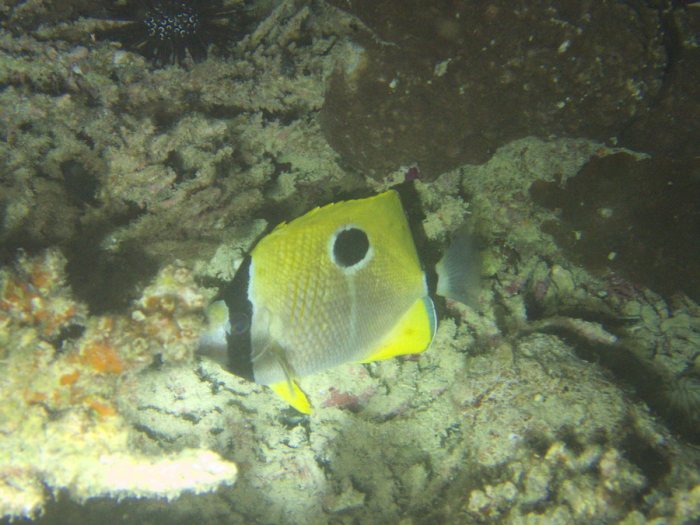 Chaetodon unimaculatus