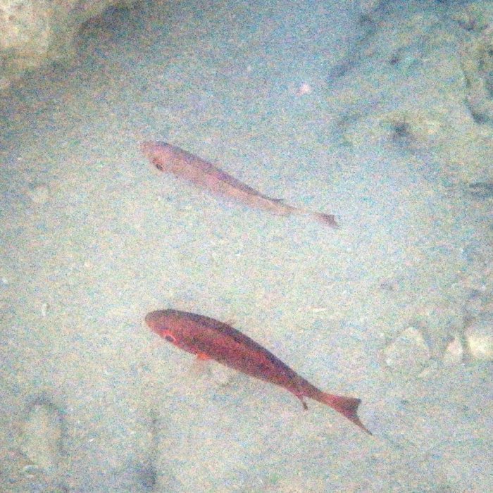 Epinephelus fasciatus