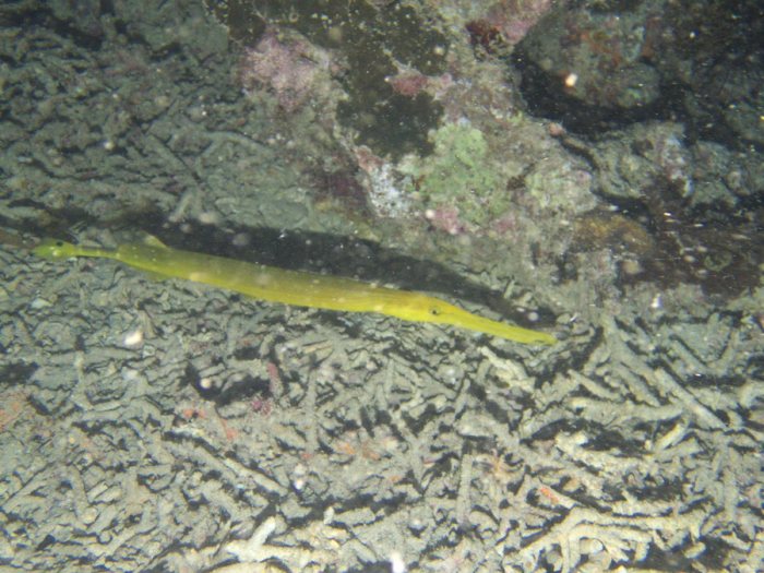 Aulostomus chinensis