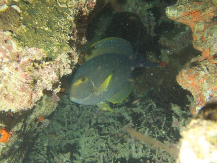Acanthurus xanthopterus