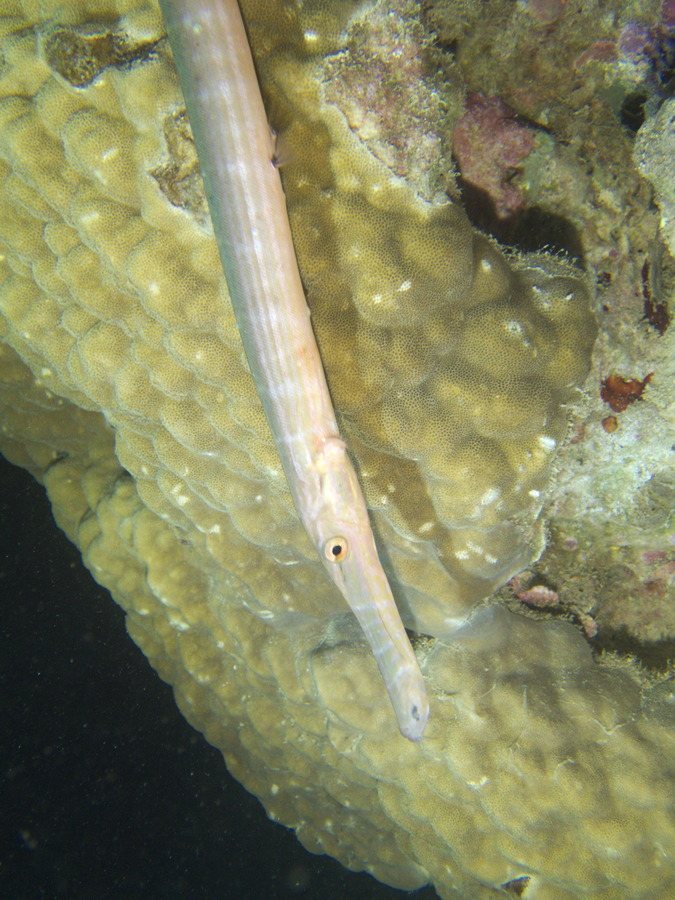 Aulostomus chinensis