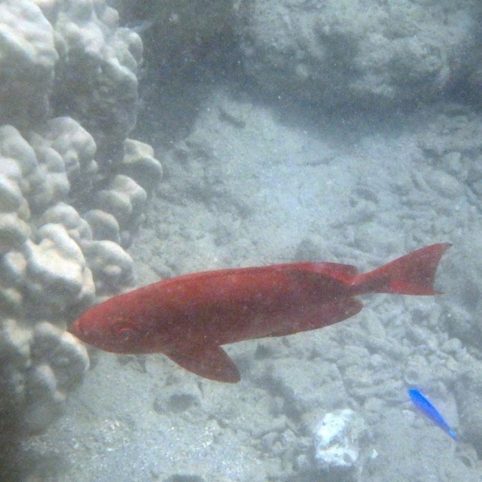 Epinephelus fasciatus