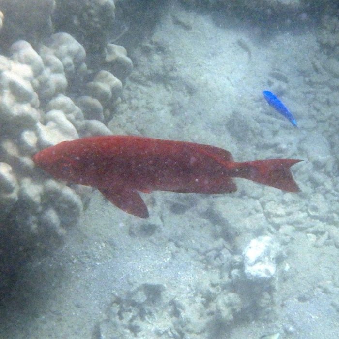 Epinephelus fasciatus